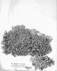 Anaptychia ciliaris ssp. ciliaris image